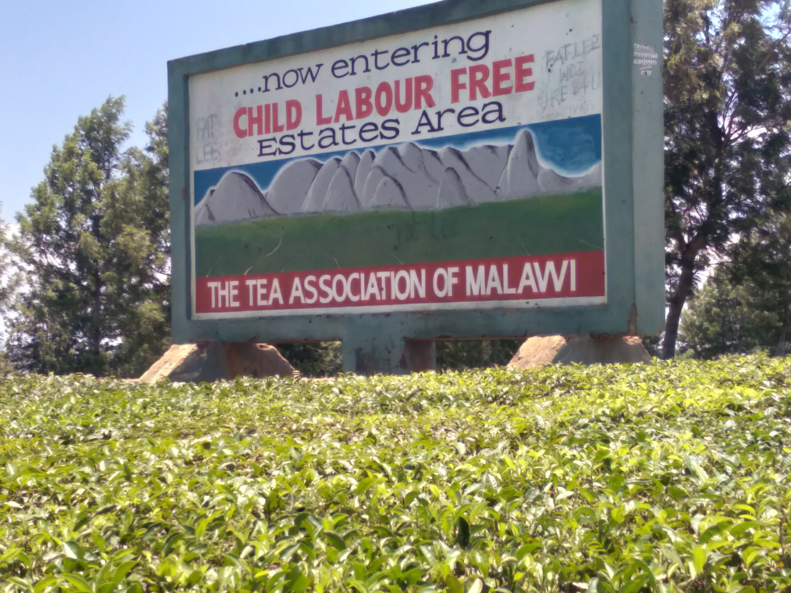 Sign stating: "now entering Child labour free estates area - the tea association of malawi"