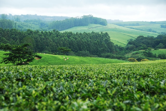 Field in Malawi