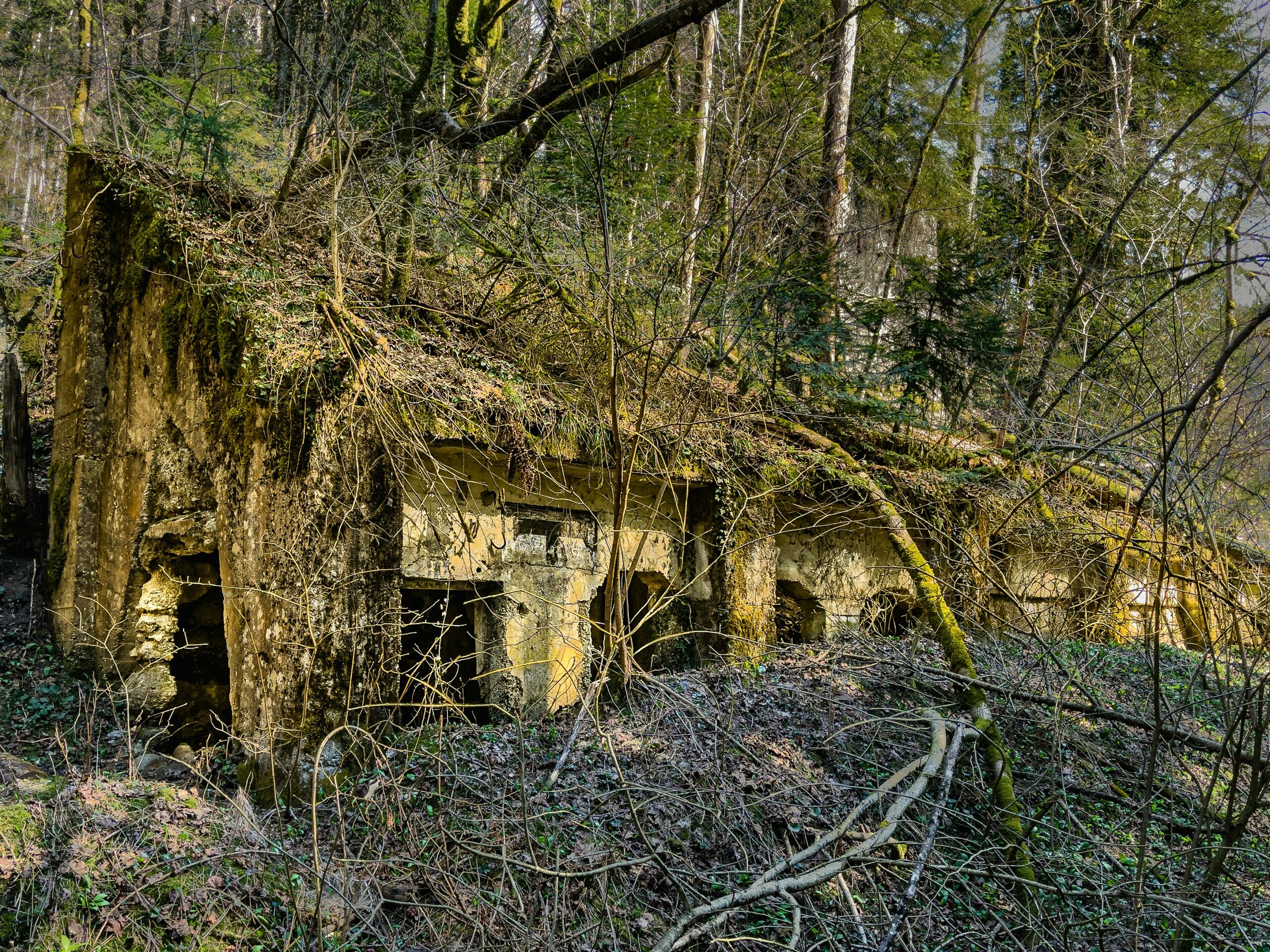 Forest Conservation vs. Indigenous Land Rights in South Africa: A&hellip;